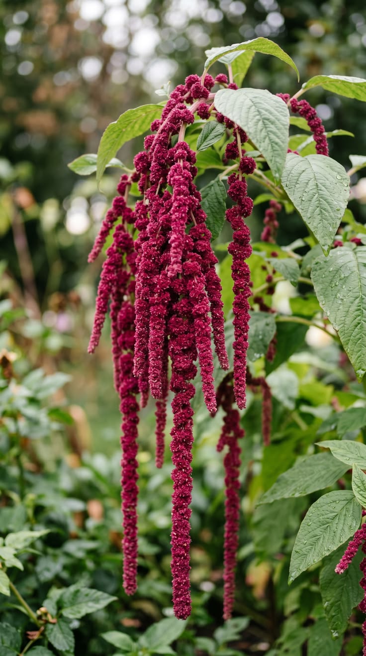 Amaranthus